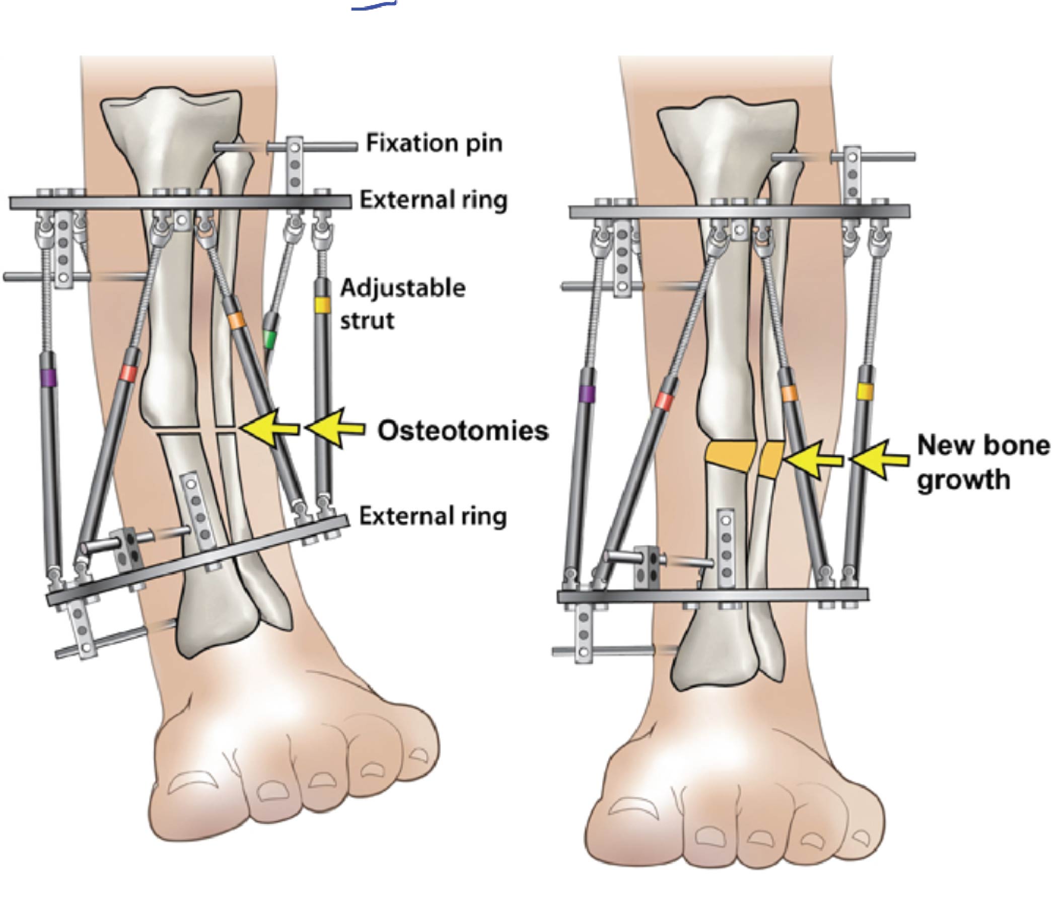 orthopaedic-surgeon